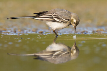 Bird white wagtail Motacilla alba small bird with long tail on light brown background, Poland Europe