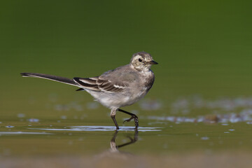 Bird white wagtail Motacilla alba small bird with long tail on light brown background, Poland Europe