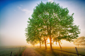 Fototapeta premium Landscape sunset in Narew river valley, Poland Europe, foggy misty meadows with willow trees, spring time
