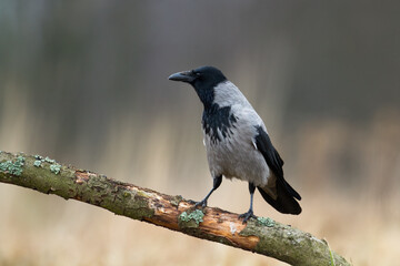 Bird - Hooded crow Corvus cornix in amazing warm background Poland Europe