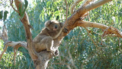 Koala © Helmut