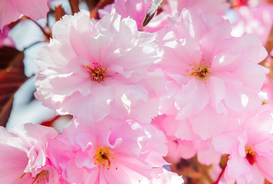 Pink flowers, close up. Cherry blossom. Spring day