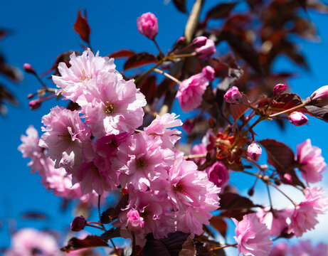 Spring day. Cherry blossom. Pink flowers against blue sky background