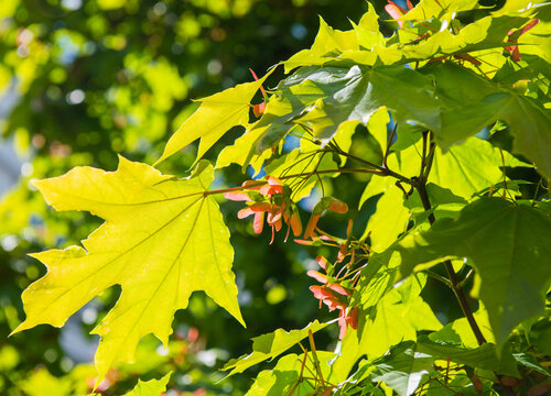leaves and fruits of Maple (Acer) in sunny spring day