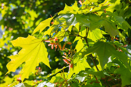 leaves and fruits of Maple (Acer) in sunny spring day