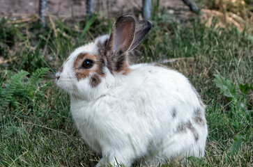 A white rabbit with spots lies on the green grass. Symbol of the new year...
