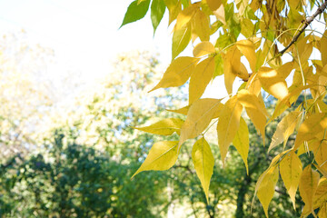 Tree branch with yellow autumn leaves on sunny day