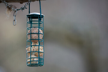 Feeding column with titmouse dumplings. Food for song birds in winter on the branch.