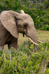 Elefanten aus dem Addo Elefantenpark
