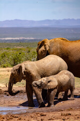 Elefanten aus dem Addo Elefantenpark