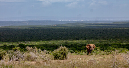 Elefant aus dem Addo Elefantenpark