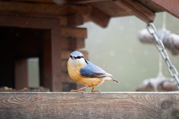 Nuthatch at the wooden bird house. Winter feeding in snow and frost. Great tit (Sitta europaea). Shelter for animals and songbirds.