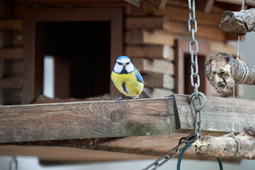 Tit at the wooden bird house. Winter feeding in snow and frost. Great tit (Cyanistes caeruleus,...
