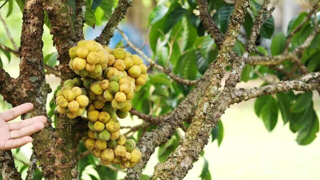 Gardeners check the quality of the fruit of longkong