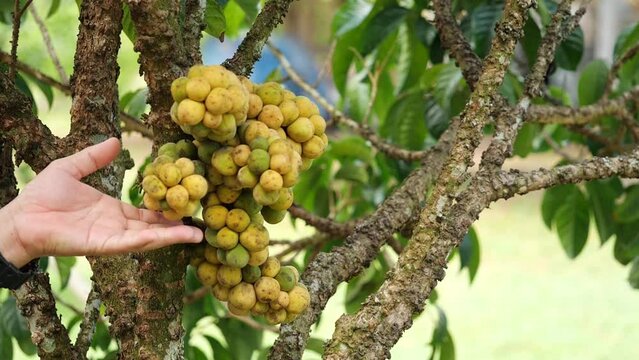Gardeners check the quality of the fruit of longkong