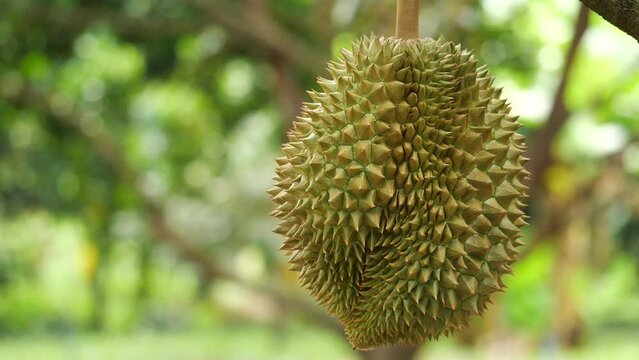 Durian gardeners   durian To check the quality of it.