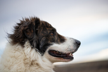 happy white dog in big snow in winter