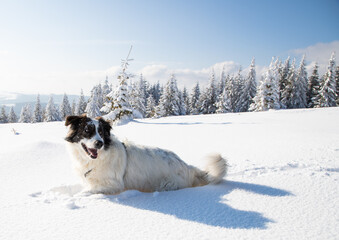 happy white dog in big snow in winter