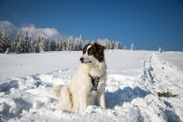 happy white dog in big snow in winter