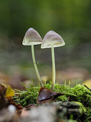 Helmlinge im Eifelwald