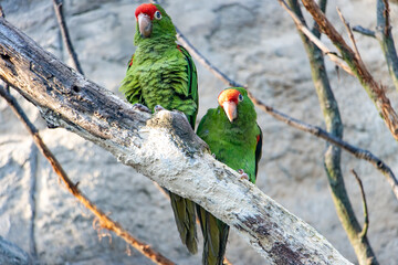 A pair of The Cordilleran parakeet (Psittacara frontatus) sits on a tree