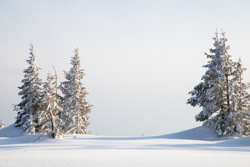 beautiful winter landscape with snowy fir trees