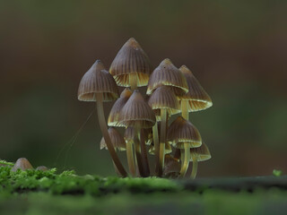 Helmlinge im Eifelwald