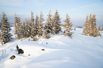 beautiful winter landscape with snowy fir trees