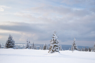 beautiful winter landscape with snowy fir trees