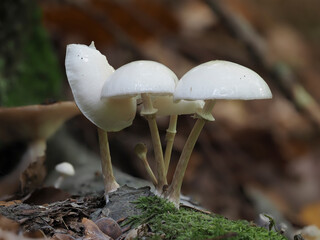 Buchen- oder Beringte Schleimrübling (Mucidula mucida