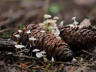 Scheinhelmlinge (Hemimycena) auf Zapfen