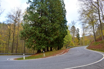 Spitzkehre um einen Baum, kurvige Strasse über die Hohe Acht im Herbst