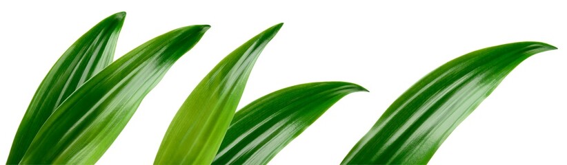 Tropic leaves. Exotic leaf isolate. Pineapple leaf on white background. Coconut leaf collection...