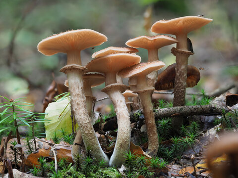 Armillaria Raspberry Armillaria Images – Browse 9,215 Stock Photos, Vectors, and Video ...