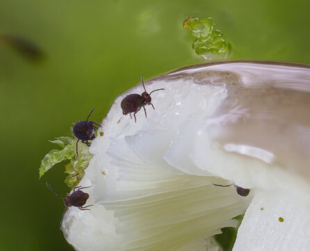 Kugelspringer auf T&auml;ubling