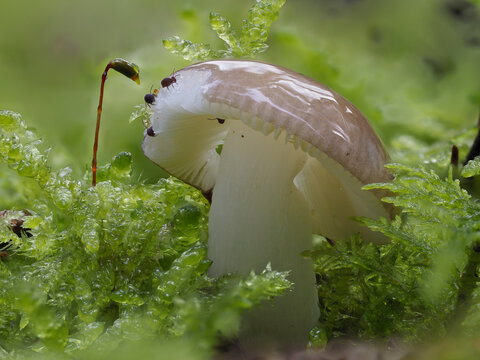 Kugelspringer auf T&auml;ubling