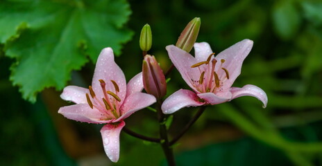 Lily flower close-up on a green background in summer