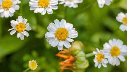 Fototapeta premium Chamomile medicinal flower close-up on a green background in summer