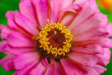 Tsinia flowers close-up on a green background in summer