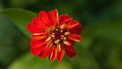 Tsinia flowers close-up on a green background in summer