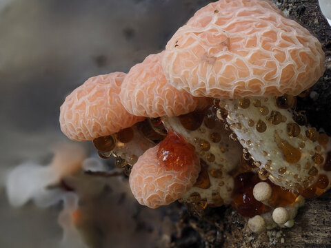 Oranger&ouml;tlicher Adernseitling (Rhodotus palmatus)