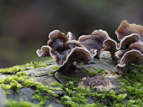 Baumpilz imm Eifelwald