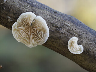 Pilze im Eifelwald