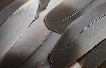 Top view of grey and brown feathers texture natural abstract background wallpaper. Dark image...