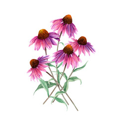 Herb flower Coneflower, Echinacea composition. Watercolor illustration isolated on white background - obrazy, fototapety, plakaty