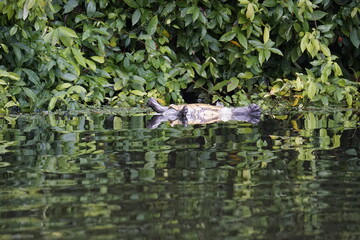 Dead turtle floating in Tortuguero national park