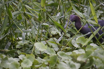 Birds of Costa Rica in Tortuguero