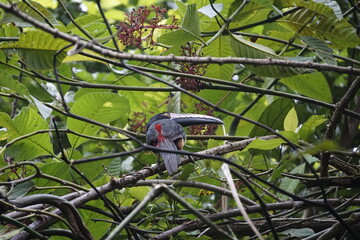 Beautiful and elusive toucan in the wild in Costa Rica