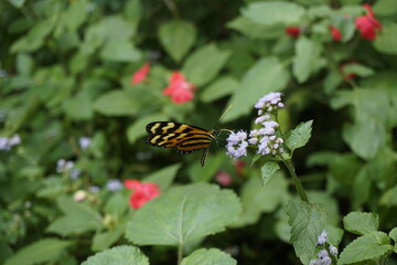 beautiful butterflies pollinating in costa rica