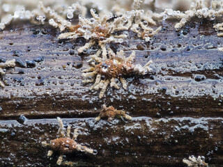 Pilzspinne (Isaria umbrina)
